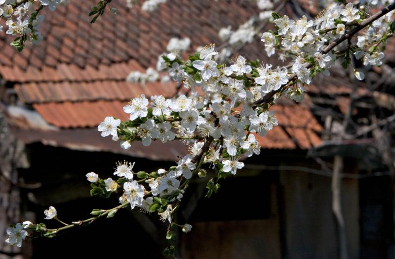 Fruit Tree Flowering