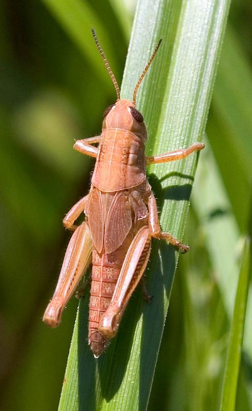 2005-07-02~ Grasshopper Nymph