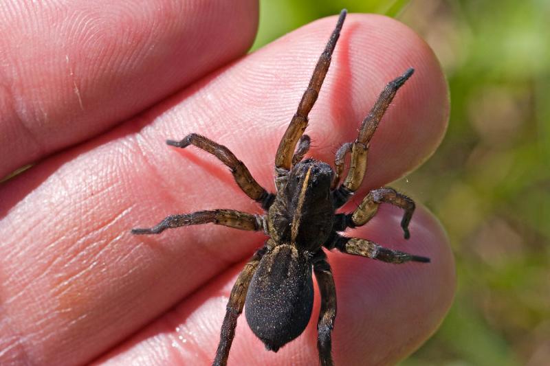 Wolf Spider in Hand