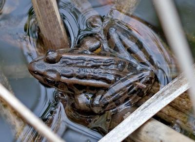 v3/03/391303/3/44228226.ph_9337_PickerelFrog_800.jpg