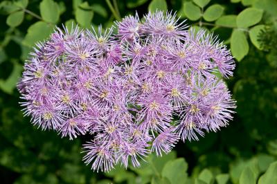 Meadow Rue