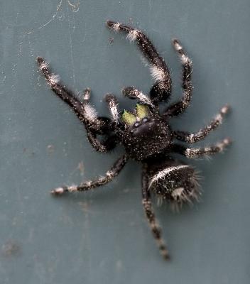 2005-06-15~ Bold Jumping Spider