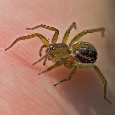 Pirate Wolf Spider