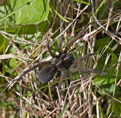 Wolf Spider in Grass