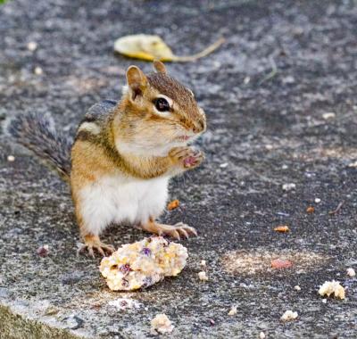 2005-09-05: Lord Bless this Suet from Heaven