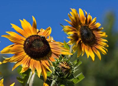 v3/03/391303/3/48952010.SunflowerswithBee.jpg
