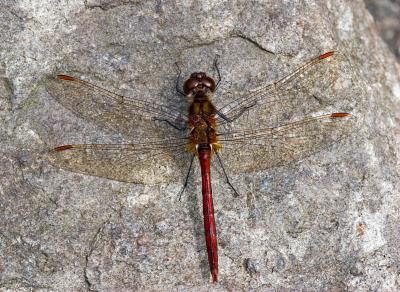 v3/03/391303/3/48993655.ph_2546Dragonfly.jpg