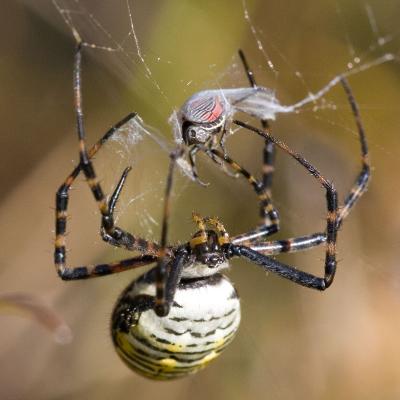 v3/03/391303/3/50774992.GardenSpiderph_2998.jpg