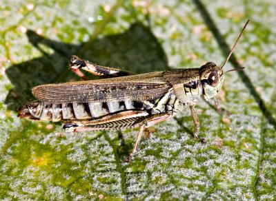v3/03/391303/3/51709965.Grasshopperph_2967.jpg