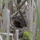 2005-05-28: Red-Wing Blackbird Nesting