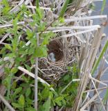 2005-05-31~ Nest with Eggs