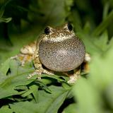 2005-06-11: Gray Tree Frog Trilling