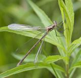 2005-06-13~ Spreadwing Damselfly