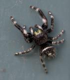 2005-06-15~ Bold Jumping Spider