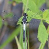 2005-06-16~ Frosted Whiteface Dragonfly