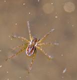 Pirate Wolf  Spider