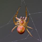 Tiny Spider in <i>Argiope aurantia</i> Web