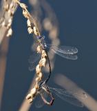 2005-10-05: Mating Spreadwings