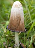 2005-10-09: Shaggy Mane