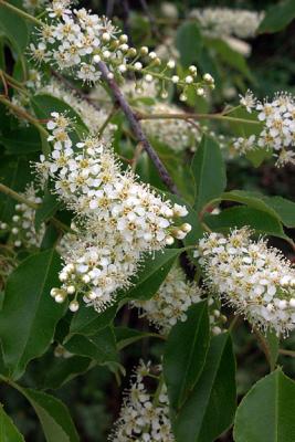Wild Cherry, Parking Lot