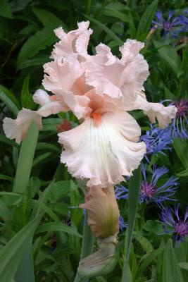 Iris