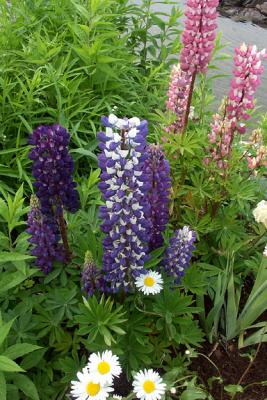 Mixed Lupines