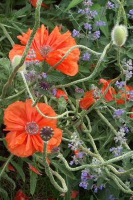 Orange Poppies