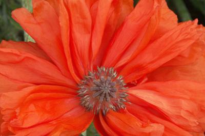 Orange Poppy, Detail