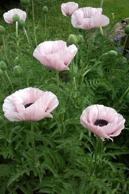 Pink Poppies