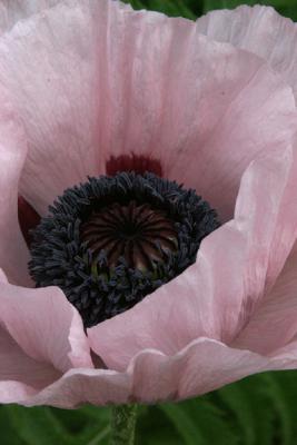 Pink Poppie, Detail