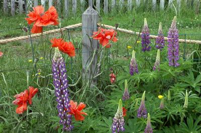 Lupines and Poppies, Roped In