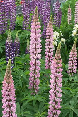 Lupines