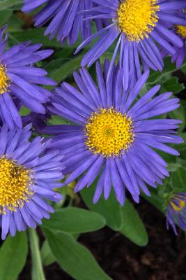 Blue Asters, Detail