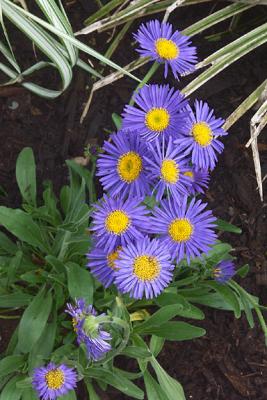 Blue Asters