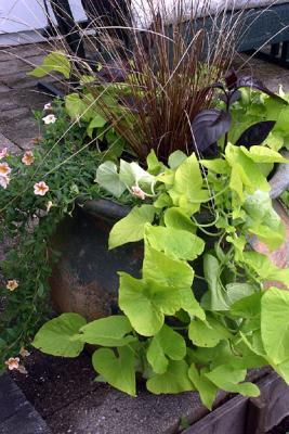 Mixed Ivy Pot