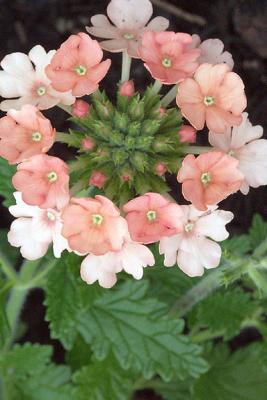 Pink Verbena, Detail