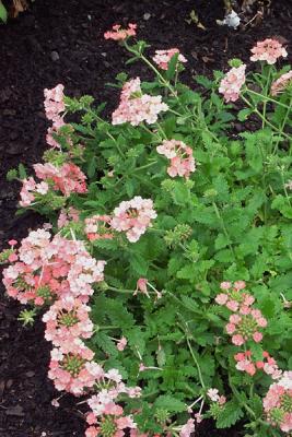 Pink Verbena
