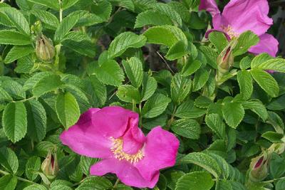 Wild Rugosa Rose, Detail