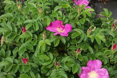 Wild Rugosa Rose