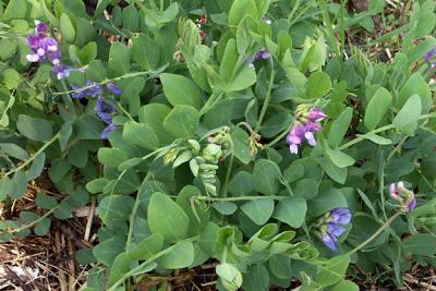 Wild Beach Pea