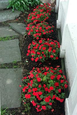 Impatiens Border