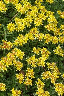 Sedum Bed, Detail