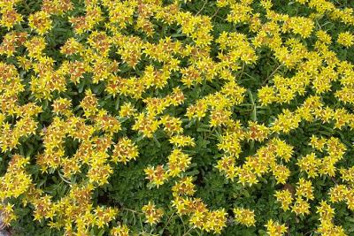 Sedum Bed