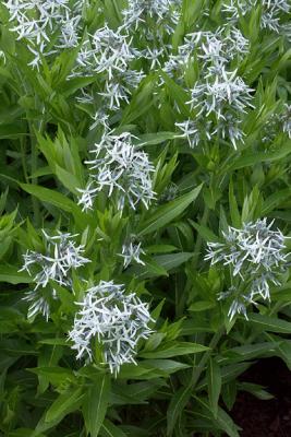 Unidentified White