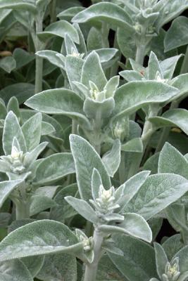 Lamb's Ear