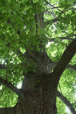 Magnificent Linden Tree