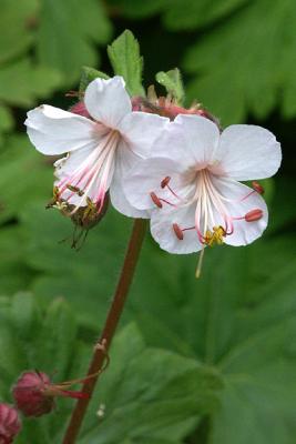 Columbine, Detail