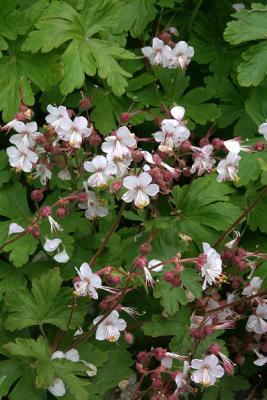 Columbine
