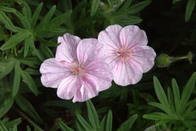 Hardy Geranium: Sanguineum 'Striatum'