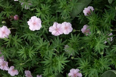 Hardy Geranium: Sanguineum 'Striatum'